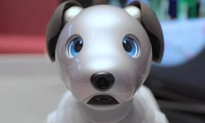 Sony-aibo